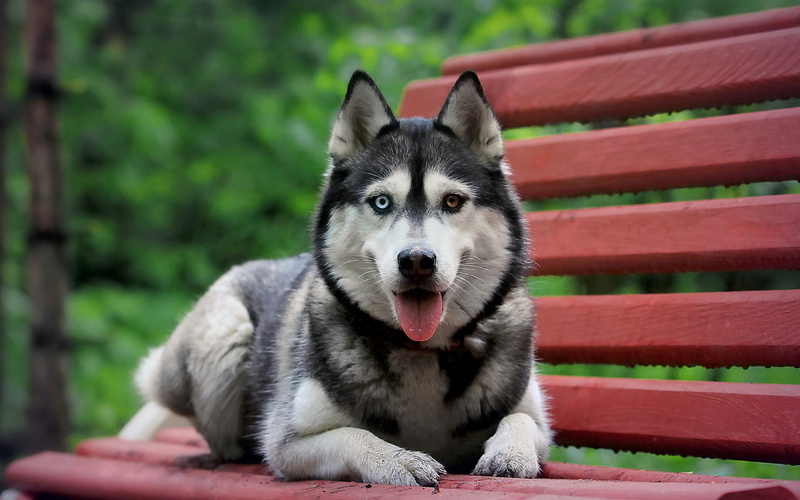 heterochromia, dog, animals, bench, Siberian Husky, 1080P