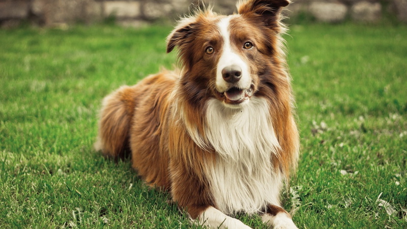 vertebrate, one animal, animals, focus on foreground, pets, outdoors, animal head, animal themes, mammal, green color, domestic animals, animal hair, animal