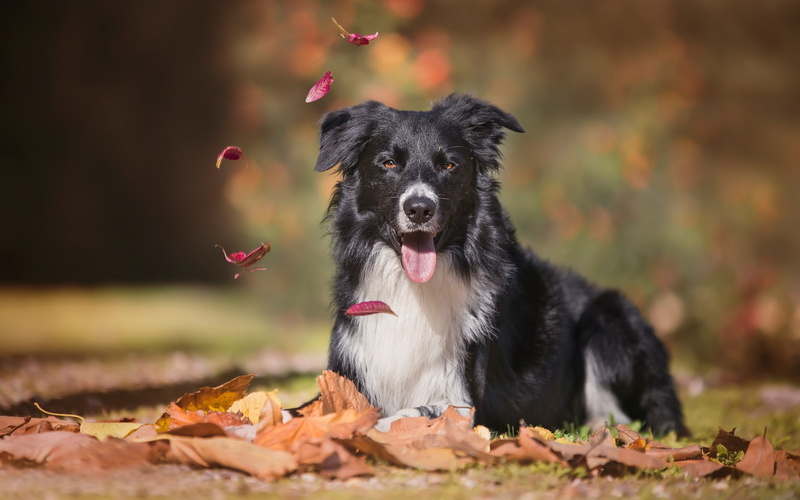 1080P, dog, animals, Border Collie, leaves