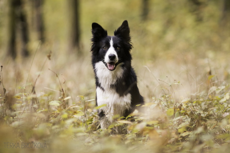 1080P, Border Collie, Dogs