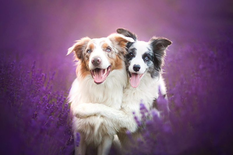 panting, pets, 1080P, animal body part, dog, Border Collie, animals, mammal, canine, portrait, cute, one animal, looking at camera, purple, facial expression