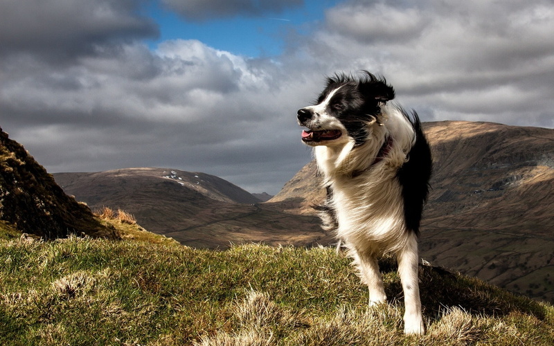 dog, animals, Border Collie, 1080P, nature, windy, landscape