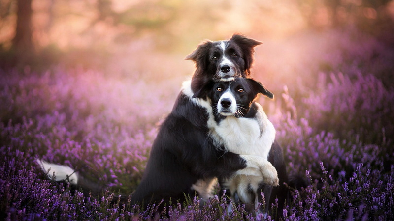 dog breed, 4K, hugging, photography, border collie, dogs, flower, dog, cute, hug