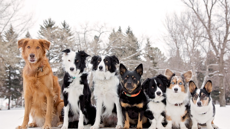 Collie, Welsh, Corgi, Border, Dogs, Seven, 1080P