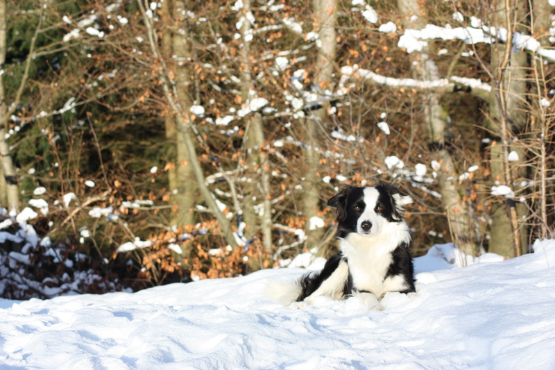 nature, pets, canine, domestic animals, Border Collie, no people, 4K, snowing, mammal, outdoors, day, dog, animal, purebred dog, animal themes, cold temperature