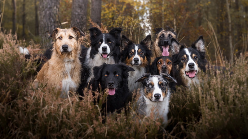 border collie, dog breed, collie, dog, tree, 4K, forest, dogs, dog breed group, welsh collie, welsh sheepdog