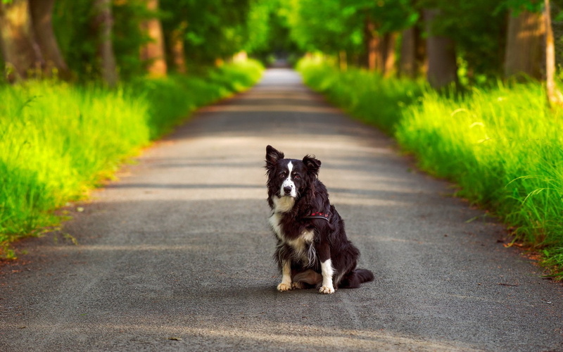 outdoors, vertebrate, nature, grass, domestic, no people, road, footpath, transportation, 1080P, one animal, domestic animals, street, dog, mammal, canine