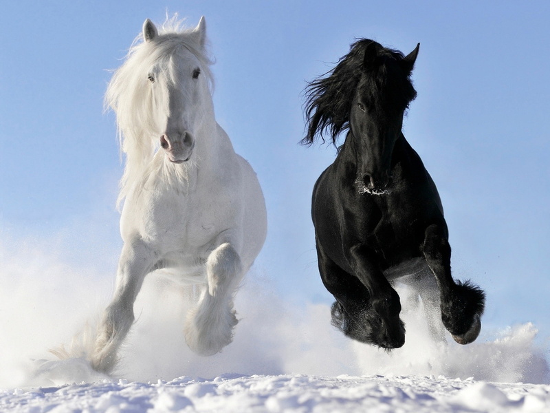 blue, pets, cyan, snow, group of animals, motion, excitement, black, jumping, animal themes, mammal, animal wildlife, livestock, 1080P, border collie