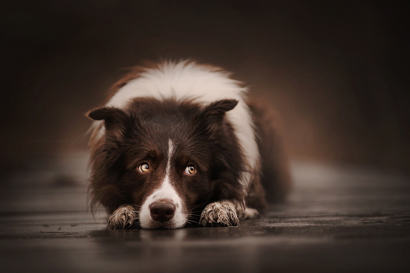 lying down, flooring, one animal, pets, selective focus, animals, vertebrate, looking at camera, mammal, animal head, portrait, relaxation, canine, border collie