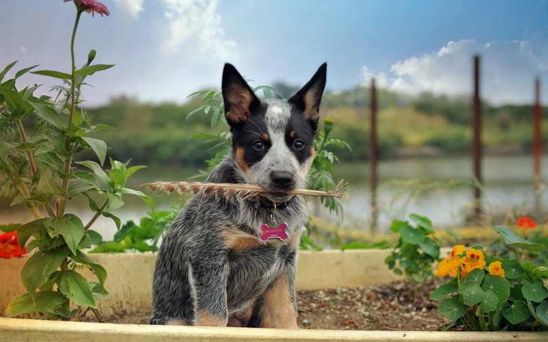 animal themes, day, 1080P, looking at camera, border collie, portrait, flower, flowering plant, mammal, canine, growth, domestic, puppies, no people, one animal