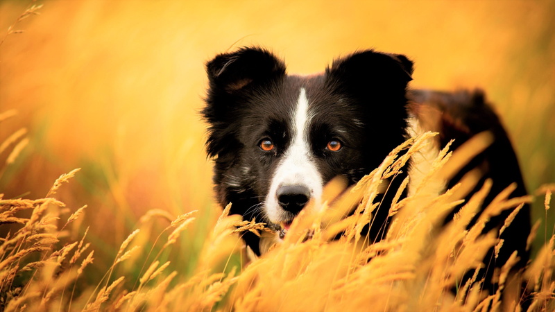 portrait, looking at camera, animal head, domestic animals, selective focus, pets, black color, dog, one animal, sunset, border collie 4k hi resolution desktop