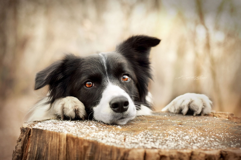 domestic, border collie, one animal, selective focus, vertebrate, day, wood - material, looking, portrait, animal, canine, animal body part, 2K, no people