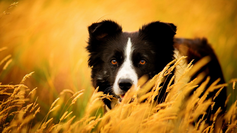 4K, looking at camera, selective focus, nature, pets, dog, mammal, dog border collie image, animal themes, close-up, no people, animal body part, canine