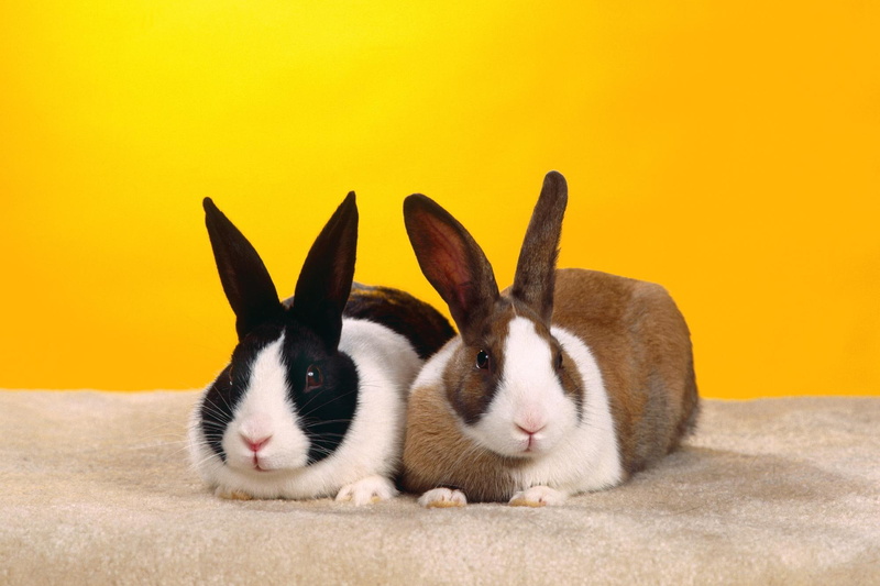 black, easter, bunny, animals, two, rabbits, white, brown, lovely, 1080P