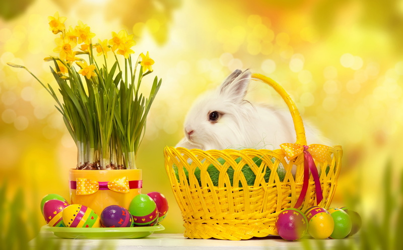 food and drink, flower, freshness, happy, 5K, Easter, mammal, plant, no people, egg, Holiday, event, rabbit, celebration, Spring, happiness, flowering plant