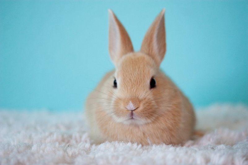 bunny, colored background, animal, animal head, rug, animal themes, Cute, mammal, indoors, close-up, Rabbit, animal body part, white, rabbit - animal, studio shot