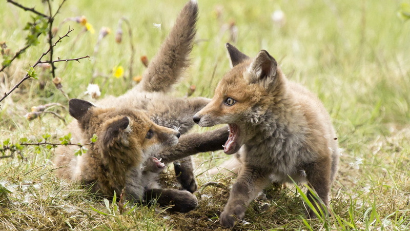 outdoors, canine, no people, two animals, animal themes, animal family, dhole, animals, land, group of animals, animals in the wild, red fox, coyote, wild dog