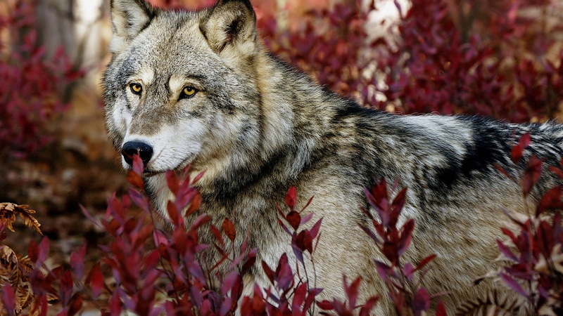 fur, mammal, 1080P, animals, fox, canine, animal, coyote, timber wolf, wild, wolf, grey fox