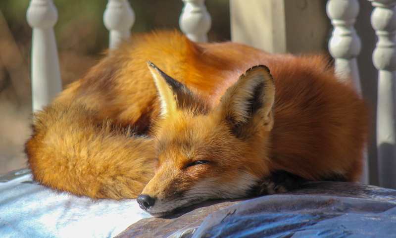 animal head, fur, focus on foreground, whisker, photo, day, wildlife, lying down, dog, close-up, animal themes, sleeping, wild animal, resting, domestic animals
