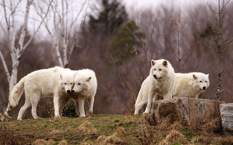 wolf, quotes, timber, pack, spirit, wolves, 1080P, mythical, the pack, wild animal black, black, lone wolf, arctic, white