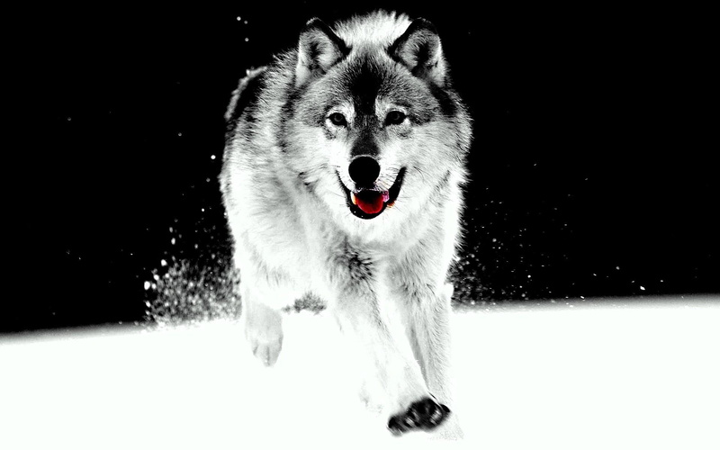 white, pack, mythical, 1080P, quotes, wolves, the pack, spirit, wild animal black, black, wolf, lone wolf, art, timber