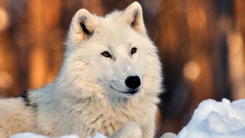 1080P, wolf, wildlife, lovely, white wolves, snow, black wolves, animals, wolves, nature, grey wolves, puppies, white