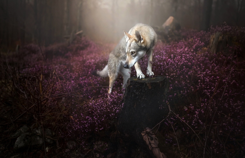 land, animal, plant, animals, purple, flower, vertebrate, no people, mammal, 1080P, tree, dog, animals in the wild, animal wildlife, gray, one animal