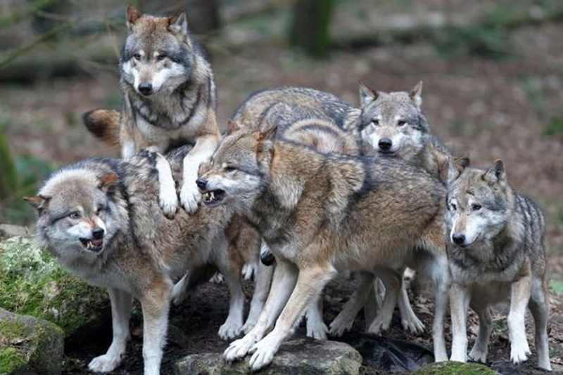 pack of wolves, pack, pugnacious, wolves, animals, 1080P, futterneid, wild