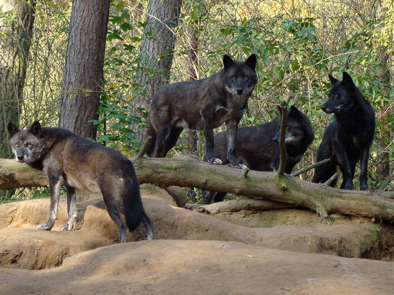 wolves, wolf, animals, forest, nature, black, 1080P, pack