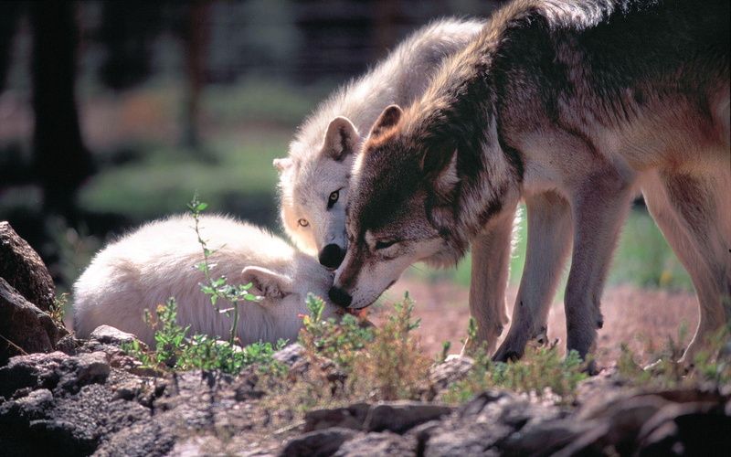 1080P, wolves, pack, nature, wolf, animals, wolf pack