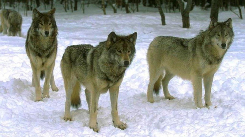 grey wolf, waiting, hunt, wolf, nature, wolf pack, wildlife, animals, 1080P, pack, snow