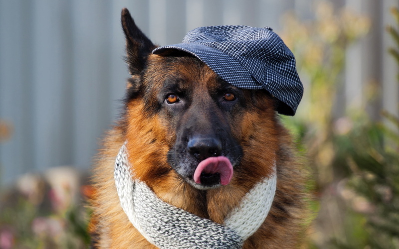 shepherd, sheepdog, brown, 2K, fur, day, animal mouth, pets, canine, cute, scarf, outdoors, nature, close-up, coated, looking, purebred Dog, animal Head
