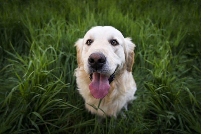 domestic Animals, purebred Dog, portrait, panting, playful, nature, facial expression, labrador Retriever, cheerful, mouth open, domestic, 5K, puppy, looking at camera