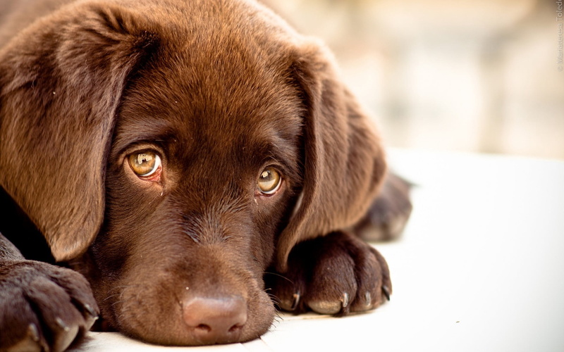 dogs, sitting, close-up, teenager, no People, looking, domestic Animals, cute, dog, relaxation, domestic, labrador, young Animal, animal, pets, canine