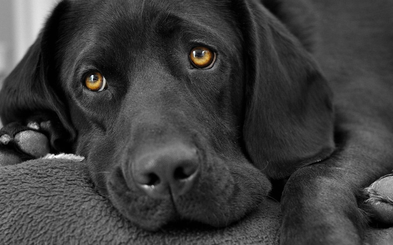 no people, black color, domestic animals, selective coloring, one animal, labrador retriever, looking at camera, relaxation, sad, black labrador, domestic