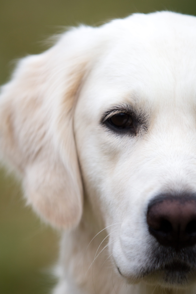 domestic animals, focus on foreground, animal, animal mouth, photo, animal body part, white, dog, looking at camera, white color, no people, pet, yellow