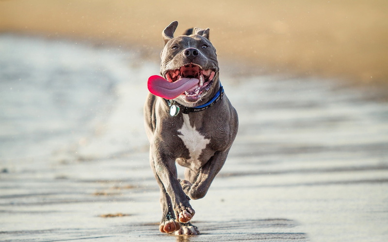 mouth open, looking, sea, fun, day, outdoors, playful, summer, focus on foreground, mammal, motion, purebred Dog, beach, pet collar, dog, tongue sticking out