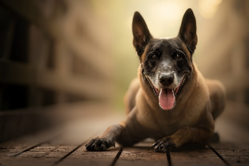animals, one animal, looking at camera, mouth, sticking out tongue, no people, animal tongue, mammal, dog, animal mouth, facial expression, animal, mouth open