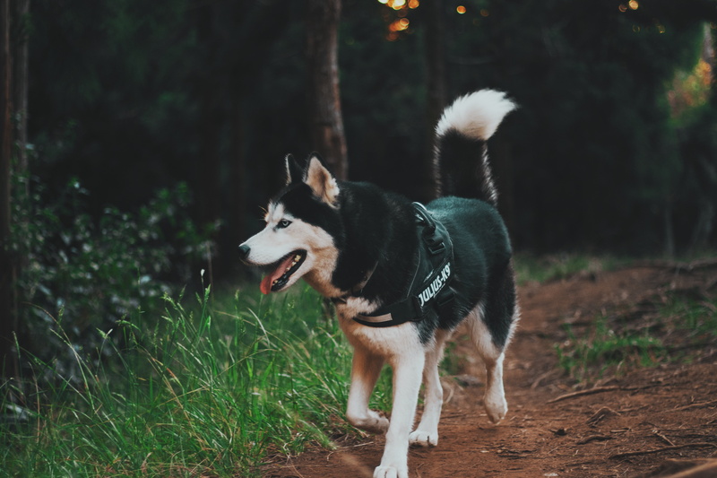 canine, friendship, white, border collie, 5K, green, husky, animal, focus on foreground, walk, fun, photography, siberian Husky, cheerful, mouth open