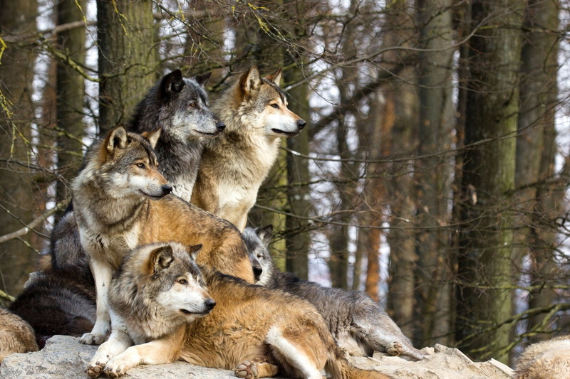 animal themes, pets, no people, togetherness, animal family, group of animals, vertebrate, Animal, tree, pack, 1080P, animals in the wild, wolves, two animals