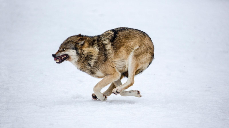 lone-wolf, wild-animal-black, canis-lup, quotes, wolf, the-pack, spirit, mythical, timber, black, 720P, wolves, white, pack, run