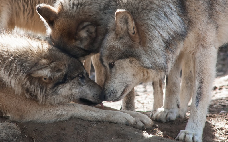 2K, gray, nature, background, wolves