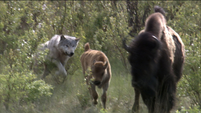 quotes, lone-wolf, wolves, black, spirit, 1080P, timber, wolf, the-pack, mythical, pack, white, wild-animal-black, canis-lup, hunt