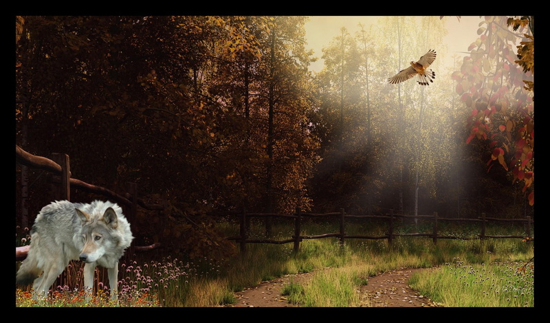 lone wolf, mythical, wolves, timber, autumn, white, spirit, the pack, quotes, wolf, black, wild animal black, 1080P, pack