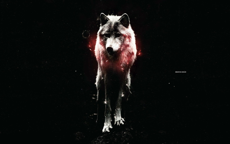 spirit, waiting, timb, 2K, wolves, wild animal black, the pack, pack, wolf, darkness, beautiful, mythical, white