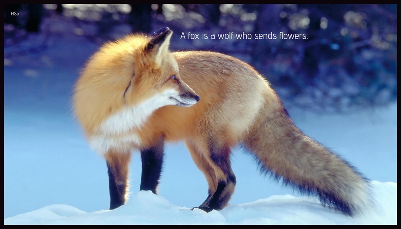1080P, canis lupus, spirit, snow, wisdom, wolf, timber, black, fox, quotes, mythical, lone wolf, insnow, the pack, white, pack