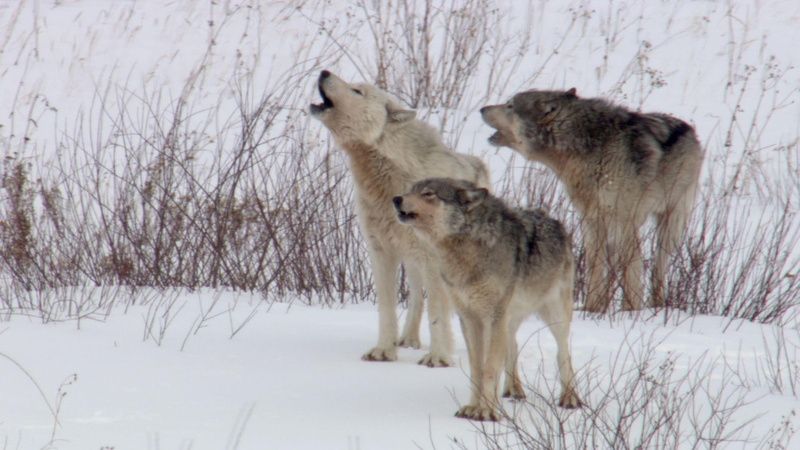 snow, timber, howling, pack, white, 1080P, black, spirit, lone-wolf, solitud, the-pack, peace, mythical, quotes, canis-lupus