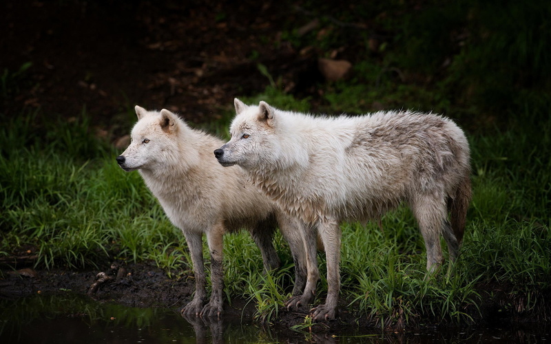 wild-animal-black, wonder, black, pack, mythical, wolves, arctic, spirit, quotes, canis-lup, the-pack, lone-wolf, timber, 2K, white