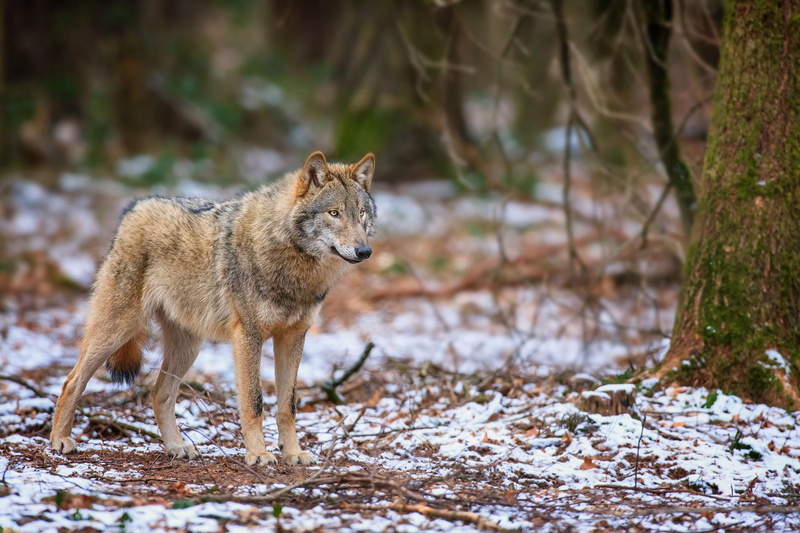 timber, quotes, wolves, black, wild-animal-black, the-pack, spirit, canis-lup, wolf, lone-wolf, white, mythical, 1080P, brown, blackangel, pack