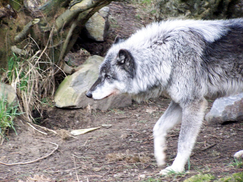 pack, lone wolf, timber, nature, dog, spirit, black, canis lupus, white, the pack, snow, 1080P, wolf, mythical, insnow